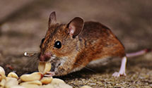 24 Hour & Emergency Exterminators in West Gum Springs, AR
